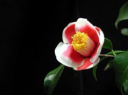 Camellia japonica