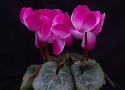 Cyclamen persicum