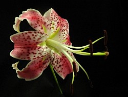 Lilium spp.