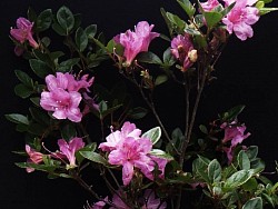 Rhododendron spp.