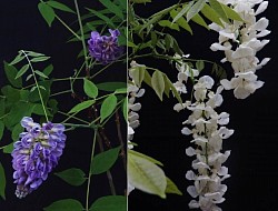 Wisteria spp.