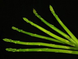 Asparagus officinalis