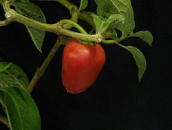 Capsicum pubescens