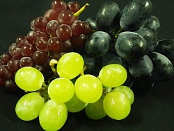 Vitis spp.